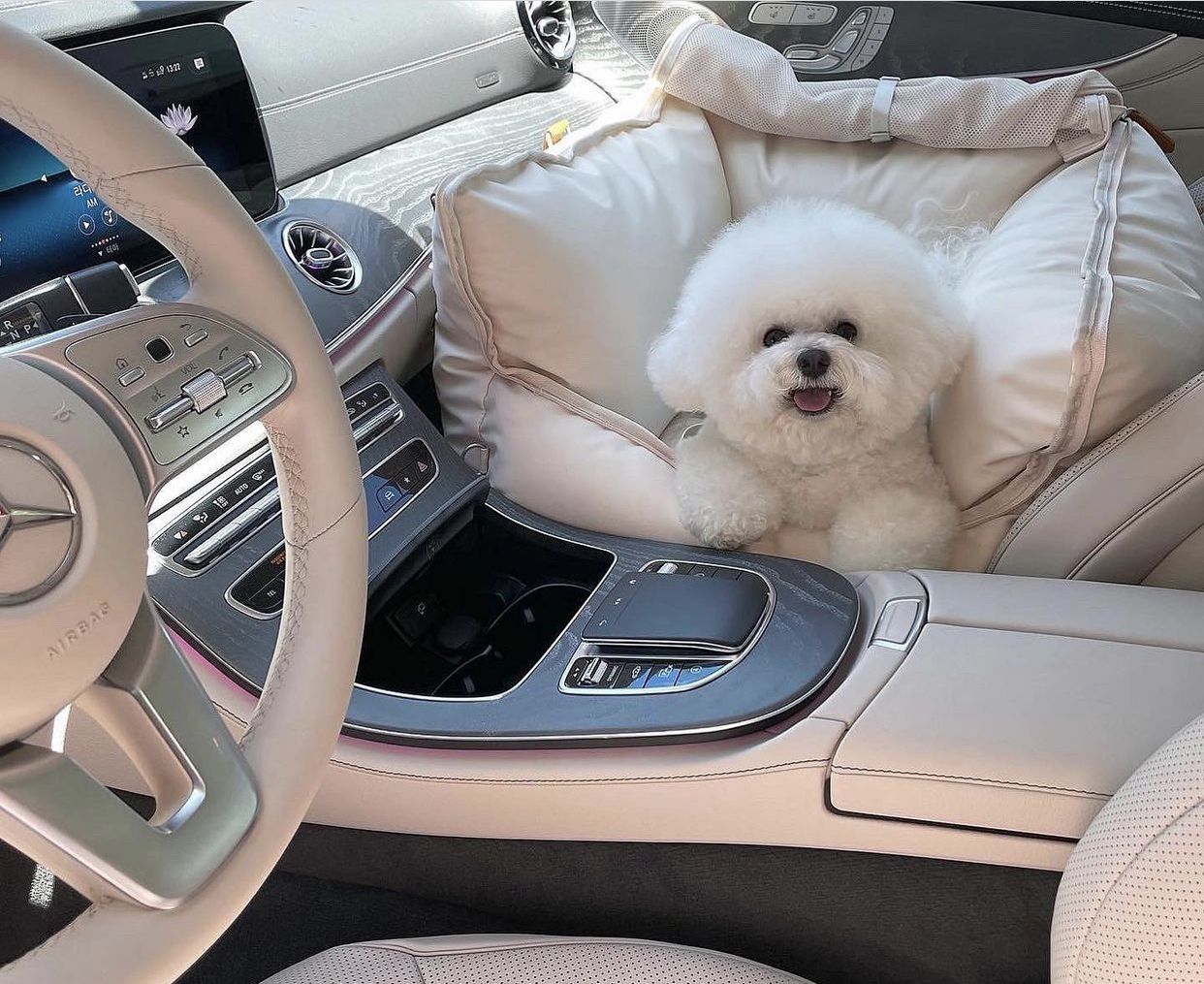 pet-in-car-tomobile-shop