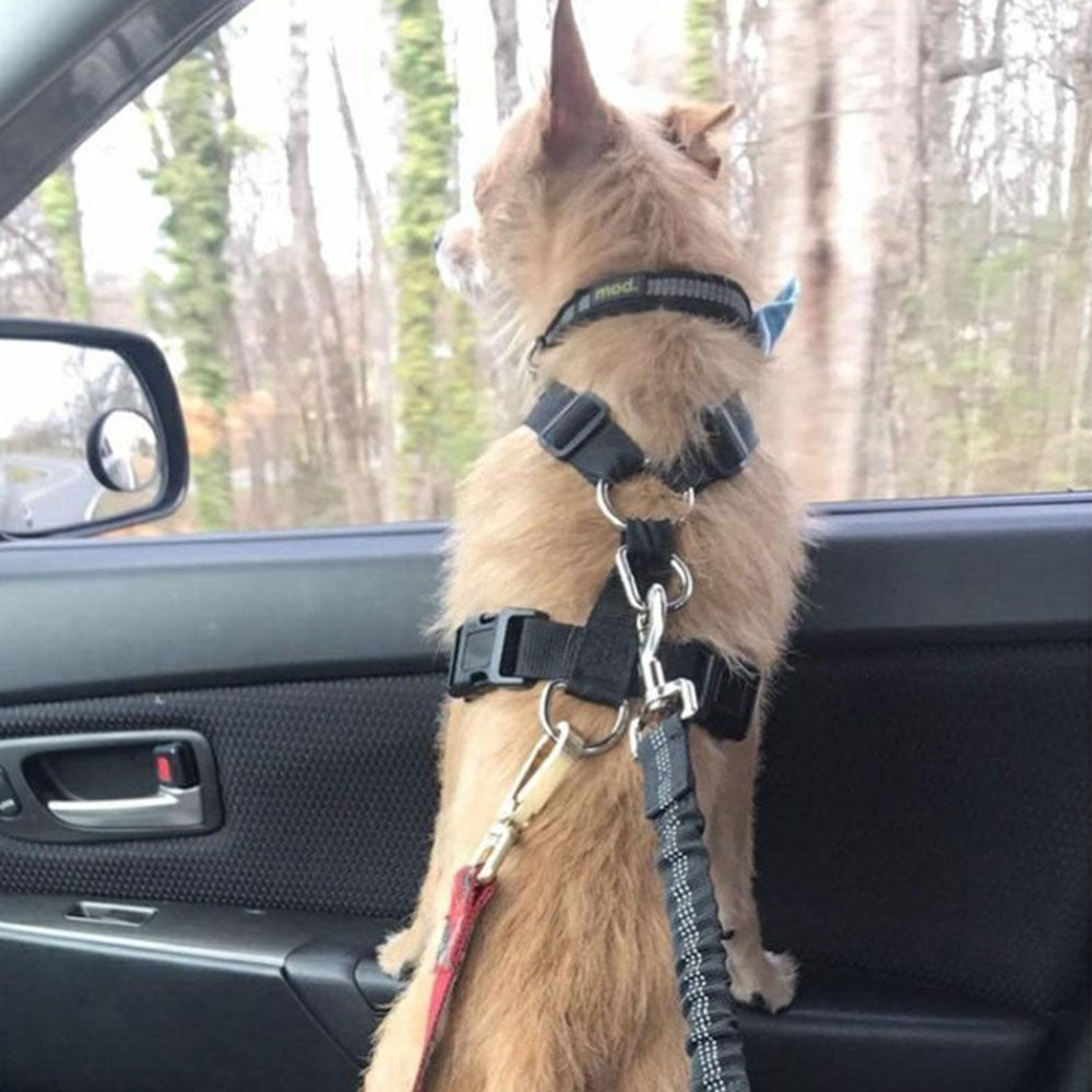 Ceinture de sécurité réglable pour animaux de compagnie